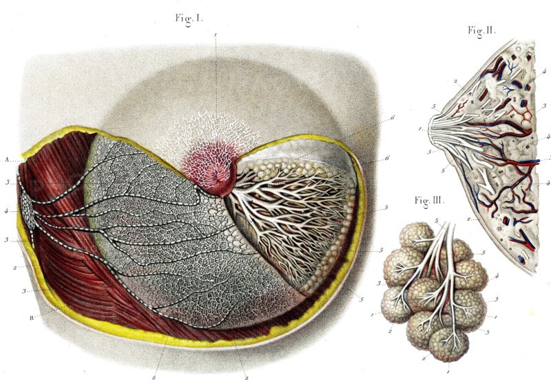 Structure de la mammelle , vaisseaux lymphatiques