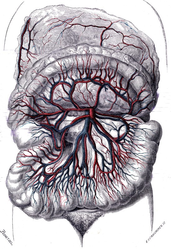 Descriptive anatomy