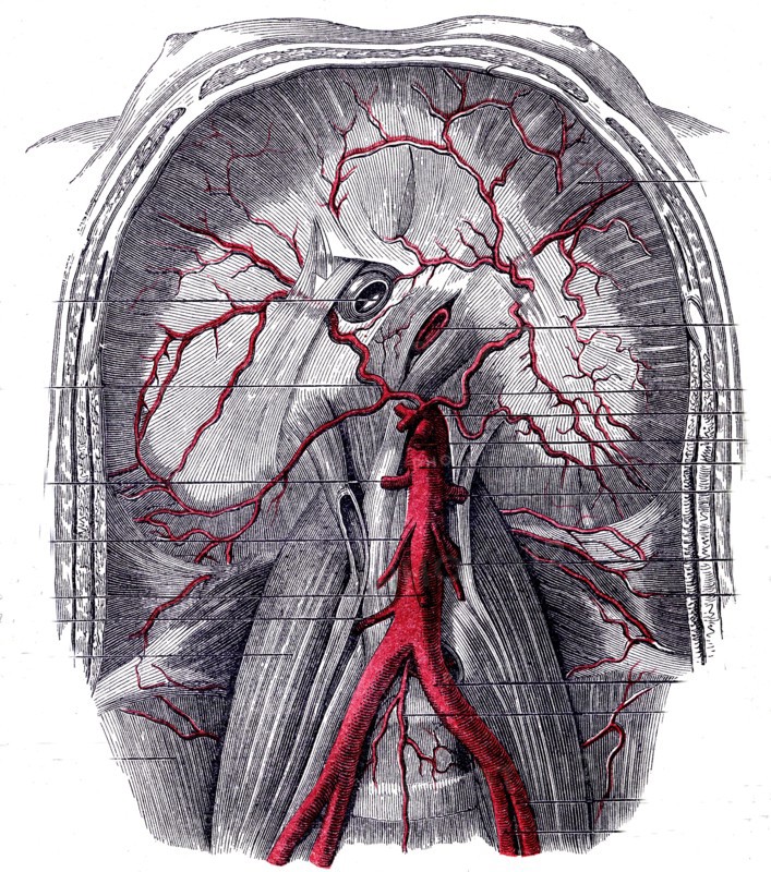 Descriptive anatomy