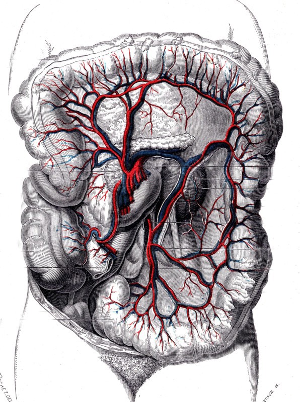 Anatomie descriptive