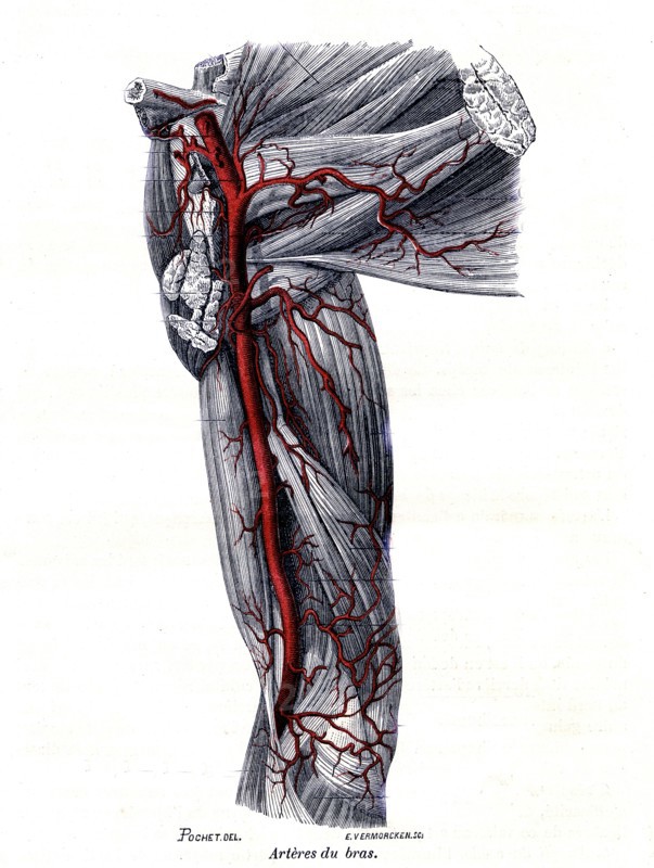 Arteries of the arm