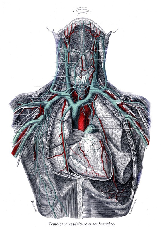 Superior vena cava and its branches