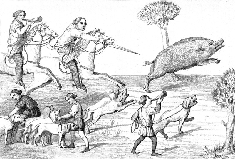 Chasse au sanglier