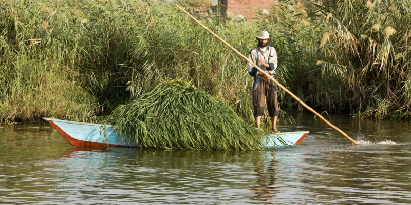 Transport des récoltes agricoles sur le delta du Nil