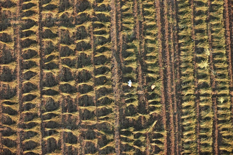 Scène de la vie quotidienne aux environs de Louxor