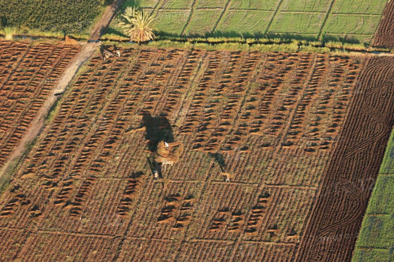 Scène de la vie quotidienne aux environs de Louxor