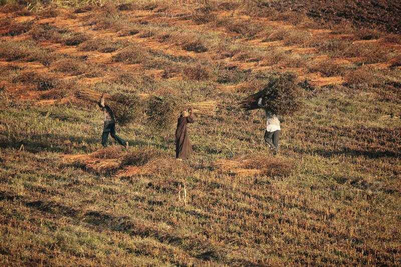 Scène de la vie quotidienne aux environs de Louxor