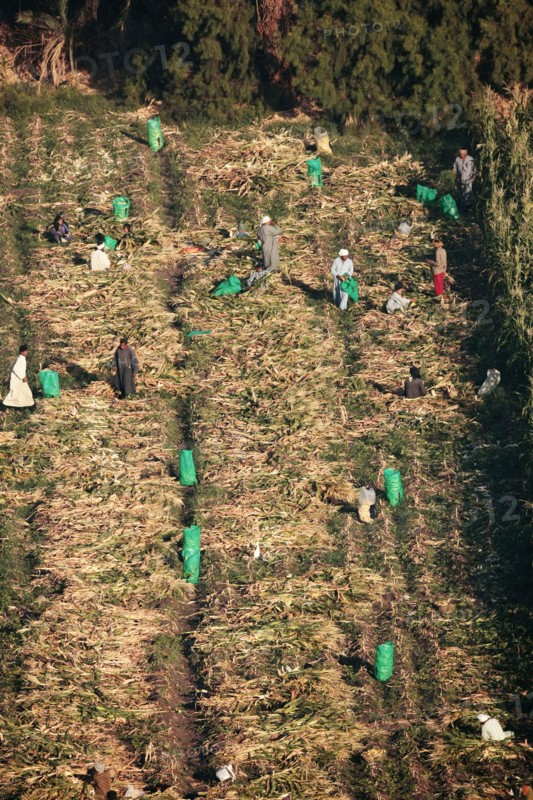 Scène de la vie quotidienne aux environs de Louxor