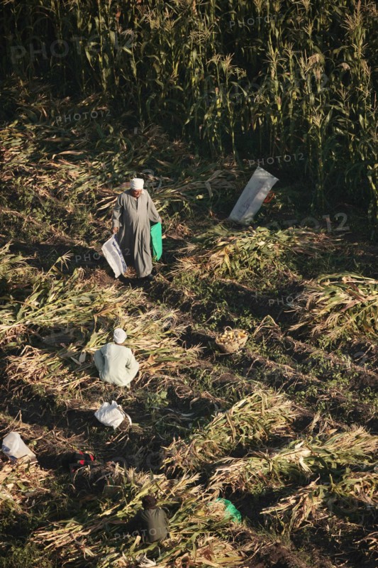 Scène de la vie quotidienne aux environs de Louxor