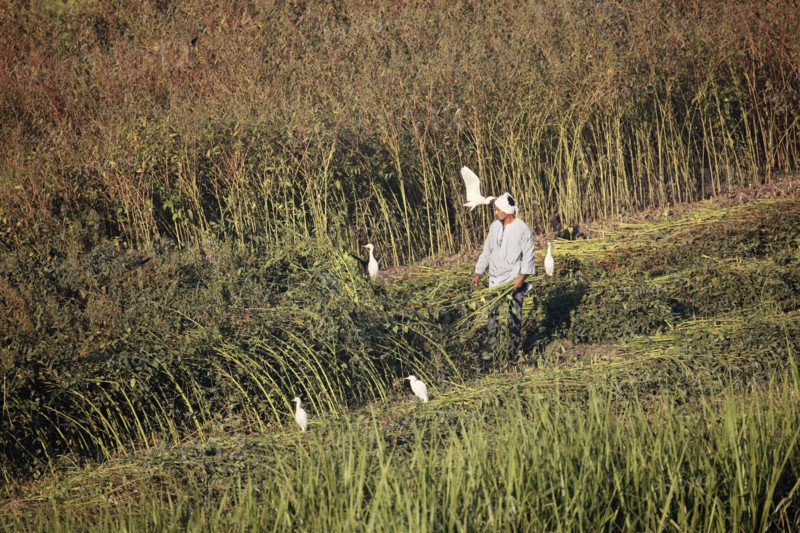 Scène de la vie quotidienne aux environs de Louxor
