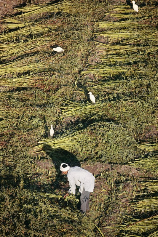 Scène de la vie quotidienne aux environs de Louxor