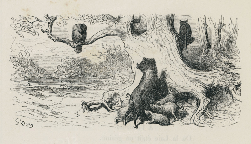 Fable "L'Aigle, la Laie et la Chatte"
