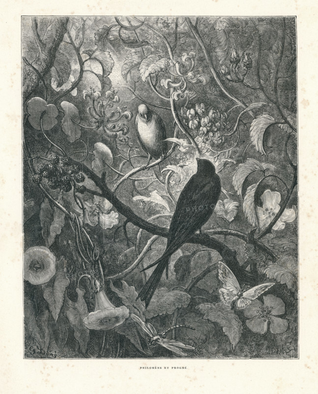Fable "Philomèle et Phrogné"