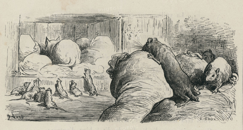 Fable "Le Chat et le vieux rat"