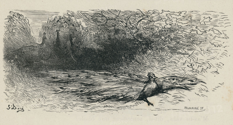 Fable "Le Geai paré des plumes du Paon"