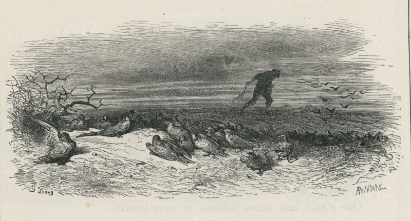 Fable "L'hirondelle et les petits oiseaux"