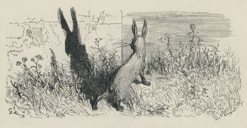 Fable of La Fontaine 'The Hare’s Ears'