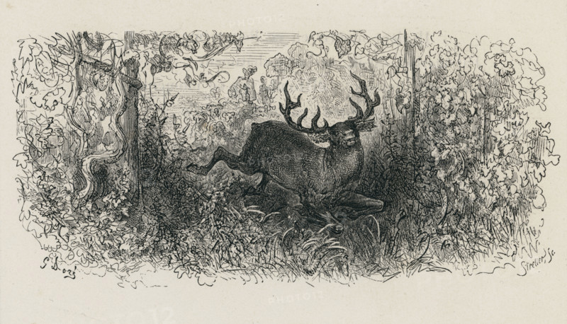 Fable "Le Cerf et la Vigne"