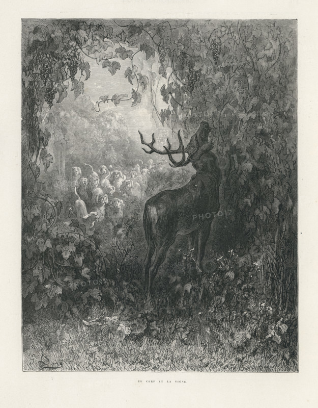 Fable "Le Cerf et la Vigne"
