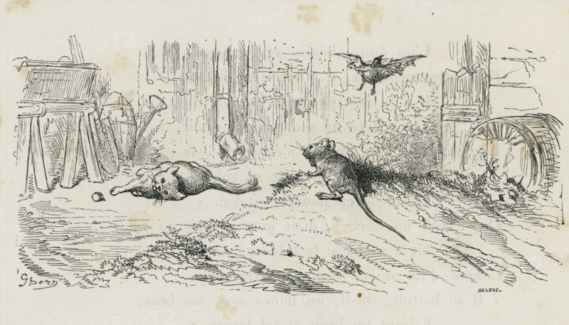 Fable of La Fontaine 'The Young Cock, the Cat, and the Mouse'