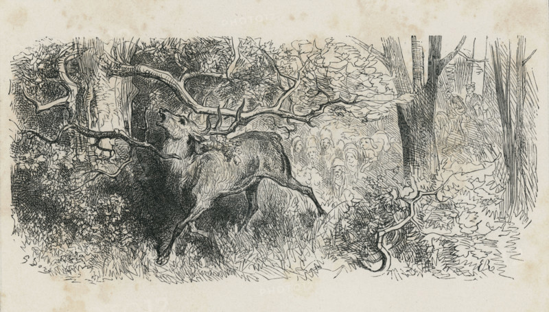 Fable "Le Cerf se voyant dans l'eau"