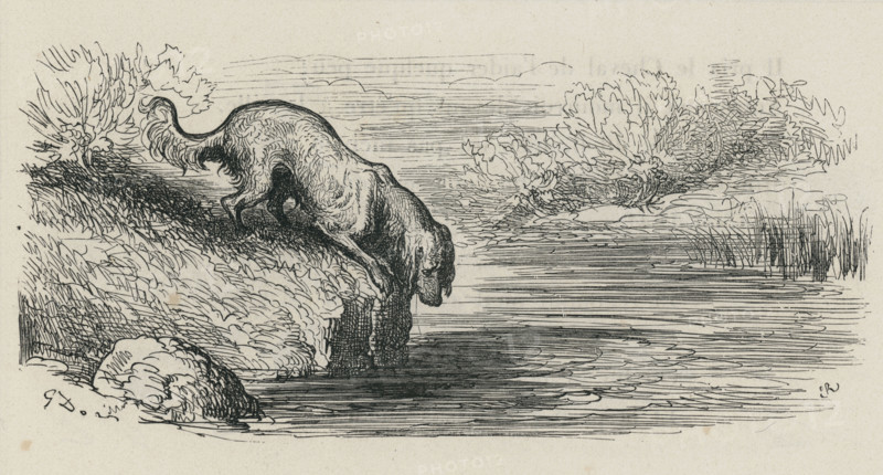 Fable "Le Chien qui lâche sa proie pour l'ombre"