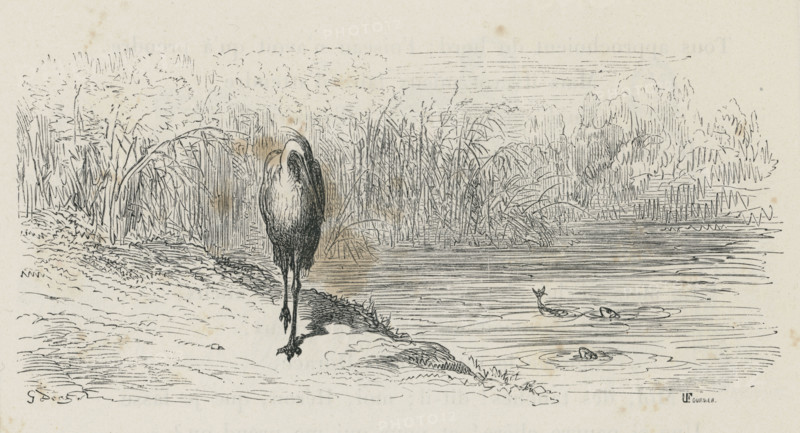 Fable "Le Héron"