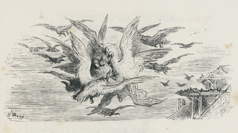 Fable "Les Vautours et les pigeons"
