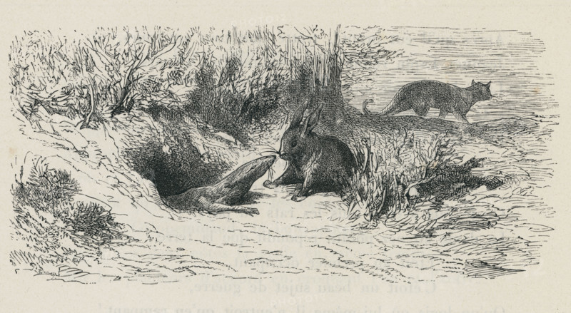 Fable "Le Chat, la belette et le petit lapin"