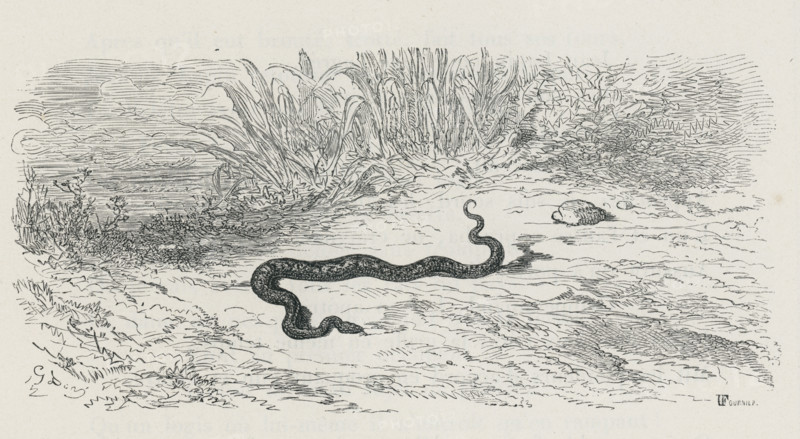 Fable "La tête et la queue du serpent"