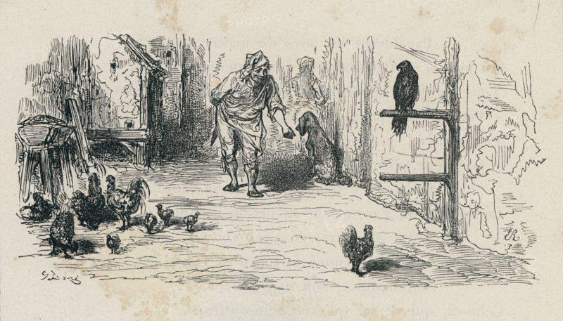 Fable "Le Faucon et le chapon"