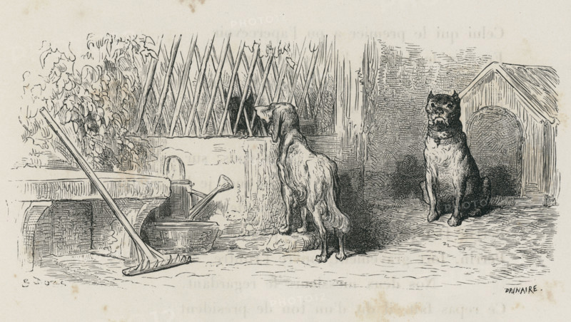 Fable "Le Loup et le chien maigre"