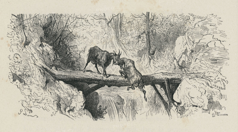 Fable "Les Deux chèvres"