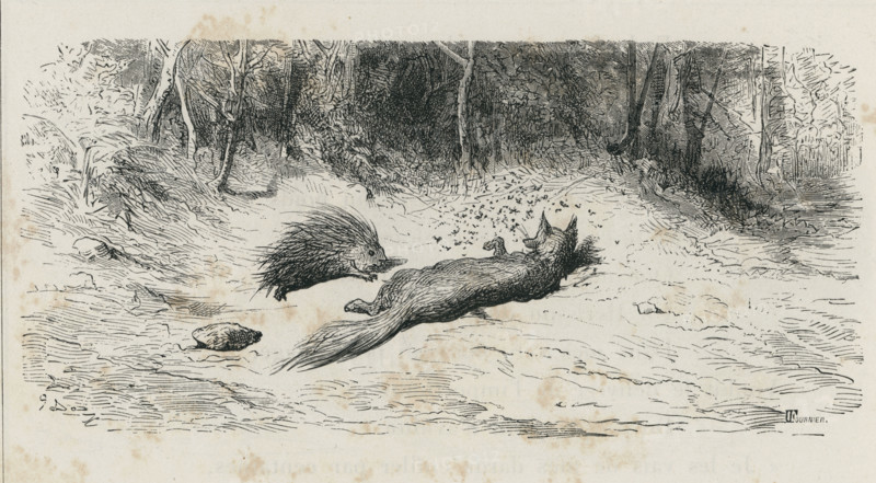 Fable "Le Renard, les mouches et le hérisson"