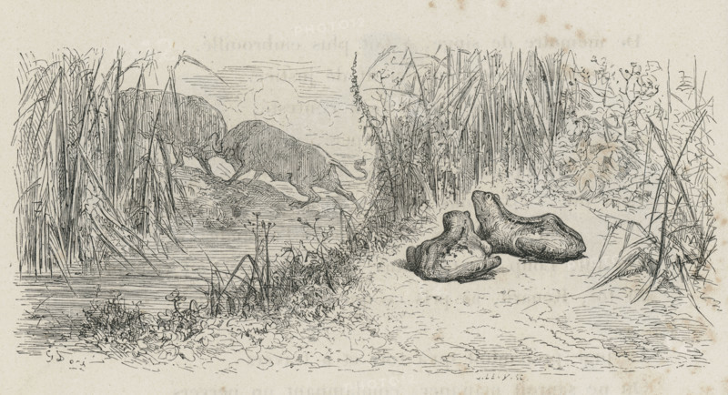 Fable "Les Deux taureaux et une grenouille"