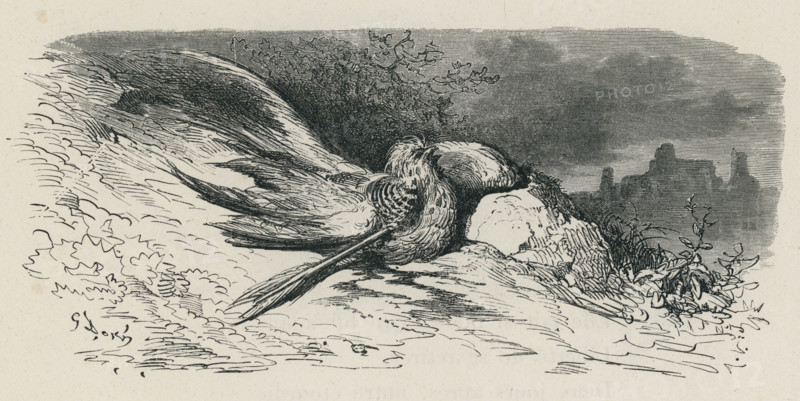 Fable "L'Oiseau blessé d'une flèche"