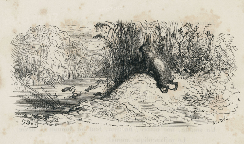 Fable "Le Lièvre et les grenouilles"