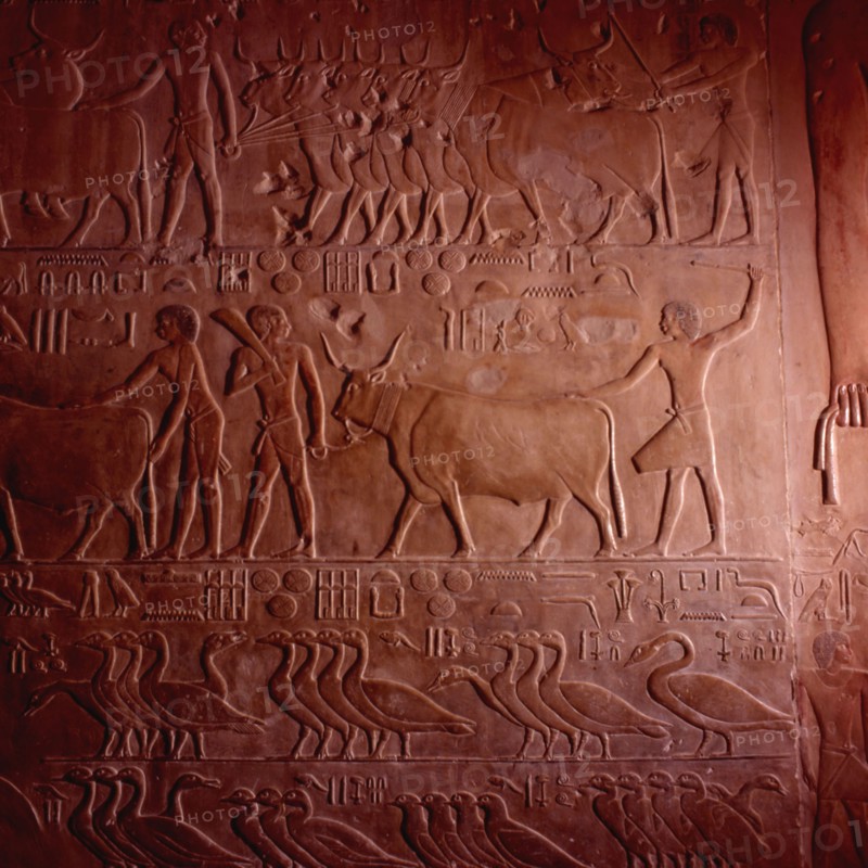 Sakkara, mastaba of Ptahhotep, scene of taking the inventory of the cattle and geese on the lands of the tomb's owner