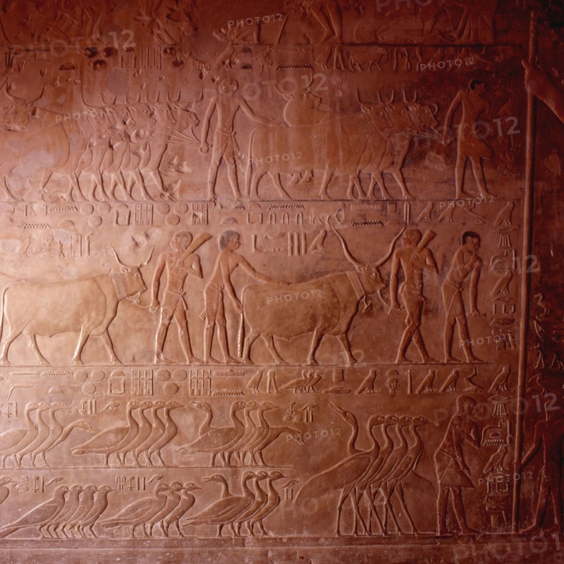 Sakkara, mastaba of Ptahhotep, scene of taking the inventory of the cattle and geese on the lands of the tomb's owner