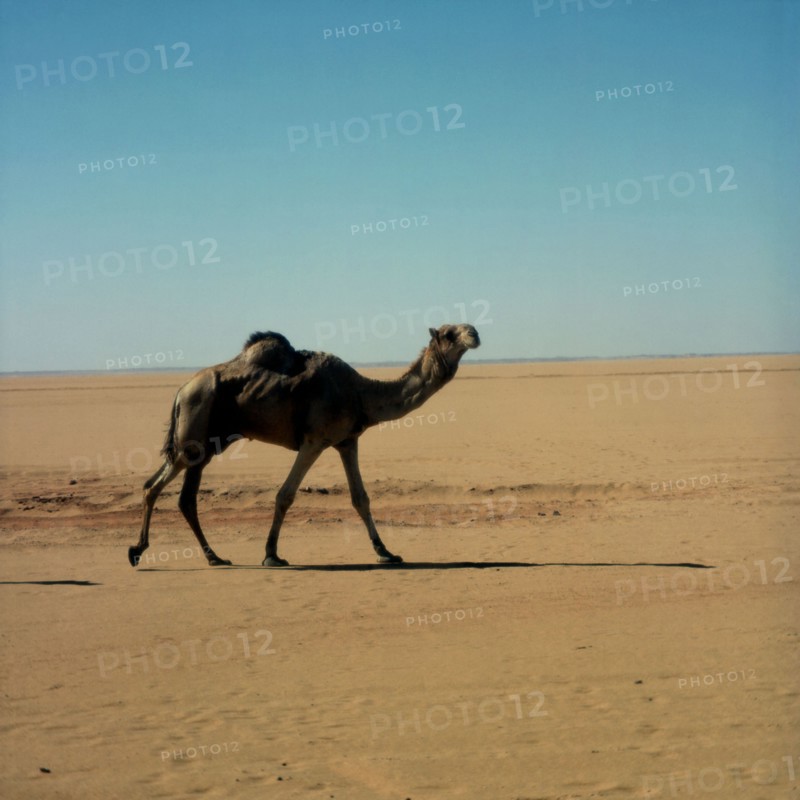 Dromadaire