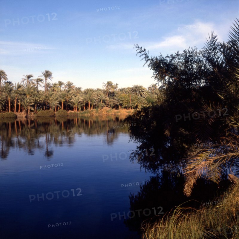 The Nile - the wooded banks