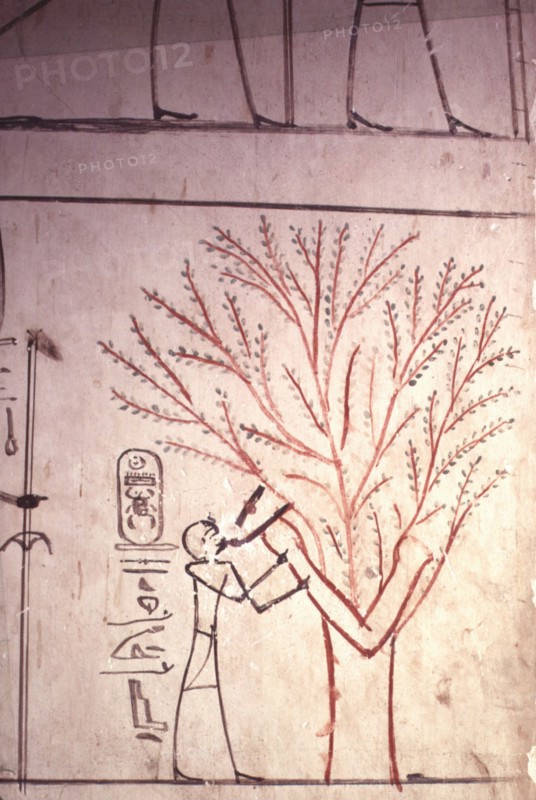Vallée des Rois, Nout sycomore allaitant Pharaon