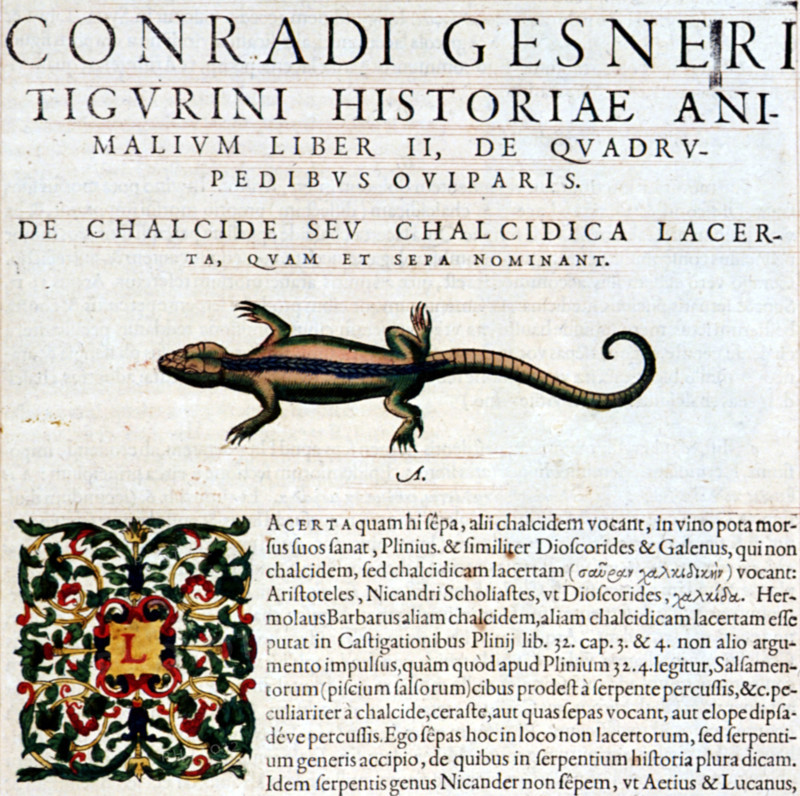 Conrad Gesner, Manuscrit "Historiae animalium", livre II : "Quadrupedipus oviparis"