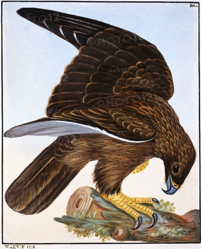 William Lewin, "The birds of Great-Britain, with their eggs, accurately figured"