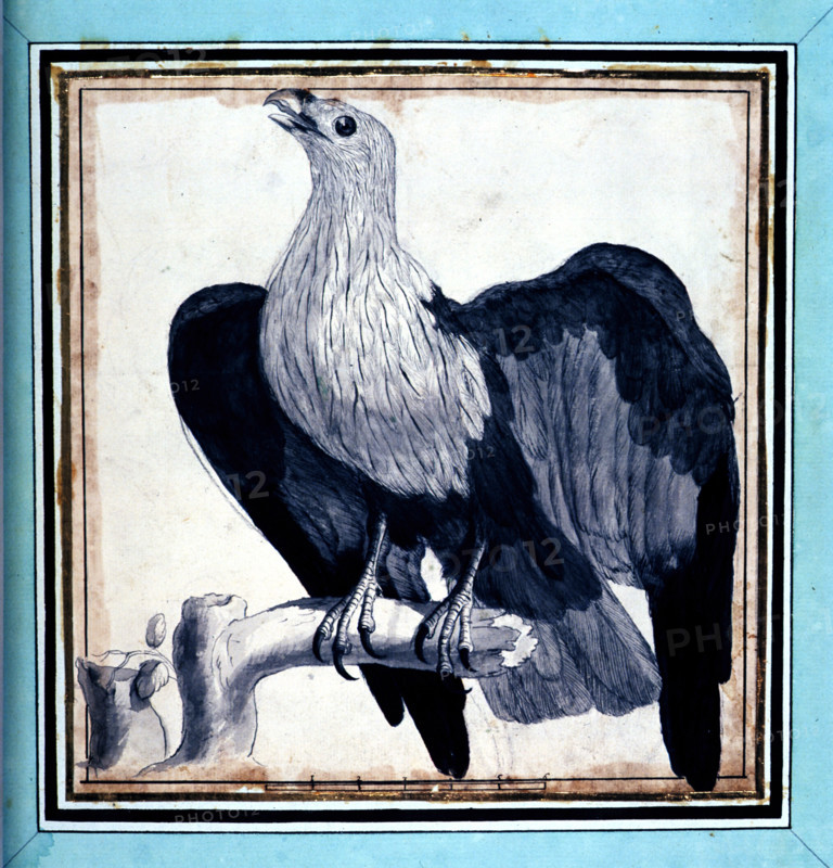 A. Vosmaer, recueil d'animaux rares, quadrupèdes, oiseaux et serpents, des indes Orientales et Occidentales