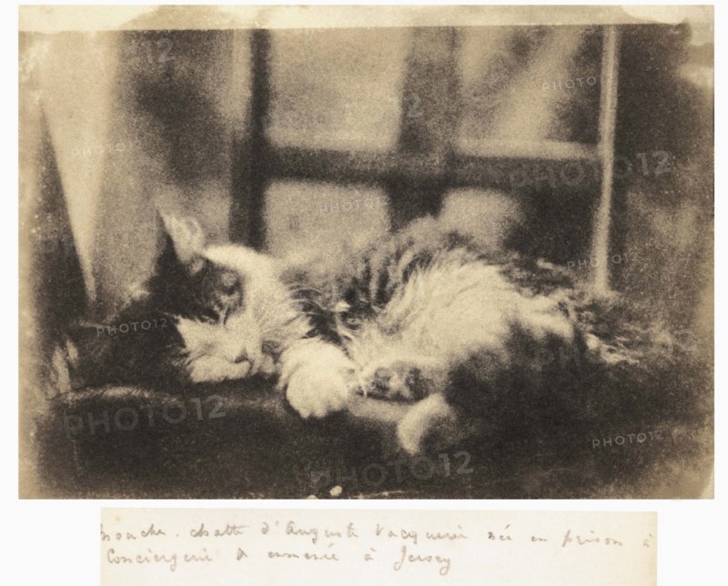 Mouche, chatte d'Auguste Vacquerie