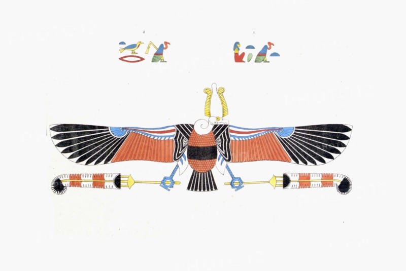 Le vautour, emblème vivant de Néith
