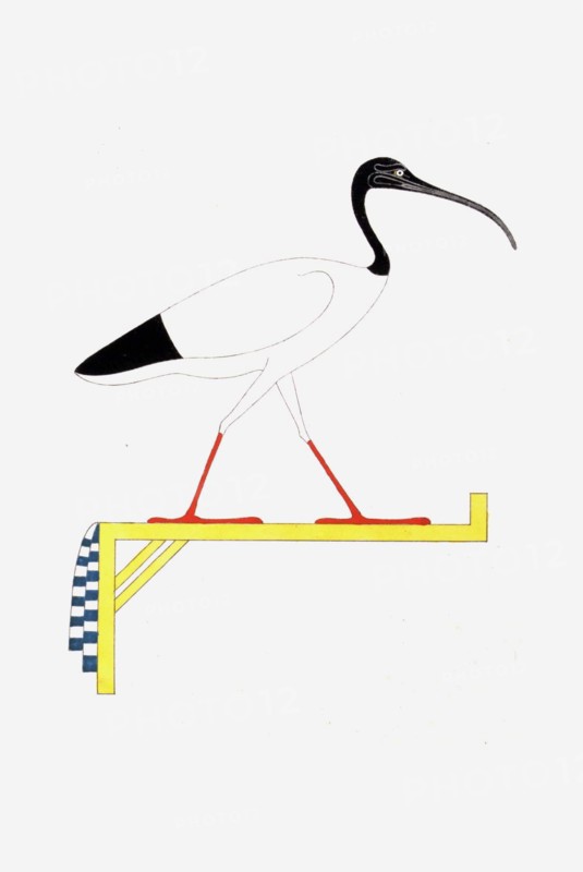 L'Ibis, emblème vivant de Thoth
