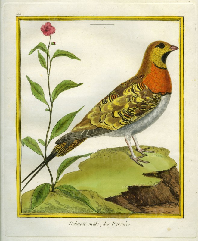 The Pintailed Sandgrouse, Male