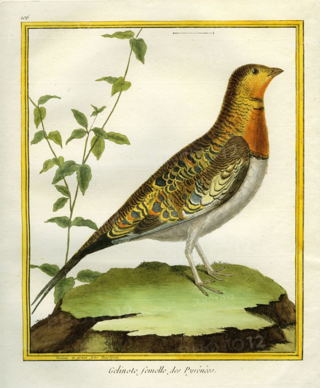 The Pintailed Sandgrouse, Female
